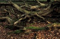 Nature morte kes�kuu 2008