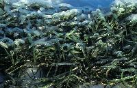 Tagliatelle verdi Taarb�k tammikuu 2006